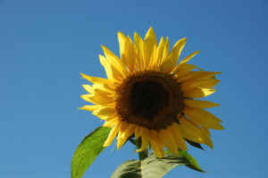 EU, Ukraine Take Action Against Contaminated Sunflower Oil