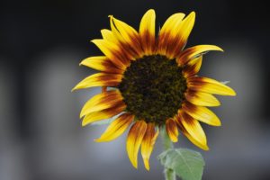 Sunflower Meal By Wholesale In Ukraine