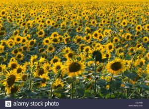 Sunflower Meal — China & Ukraine