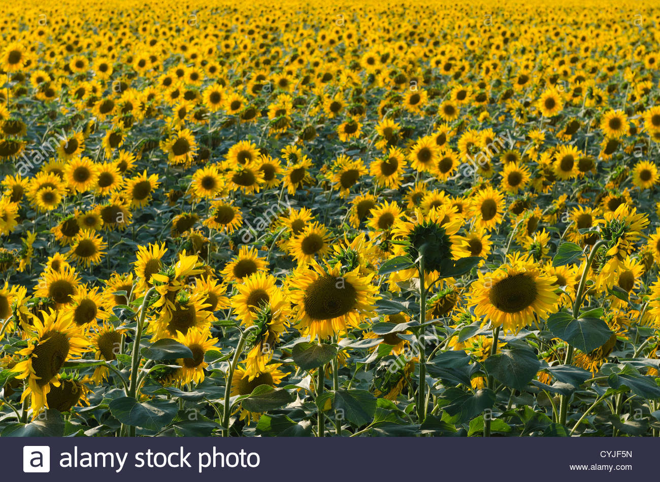 Sunflower Meal — China & Ukraine