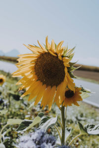 Ukraine Increased The Production Of Sunflower Oil By 17%