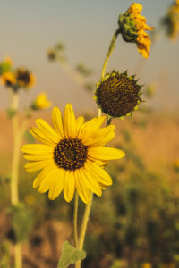 Ukraine Sunflower Production Likely To Remain Strong