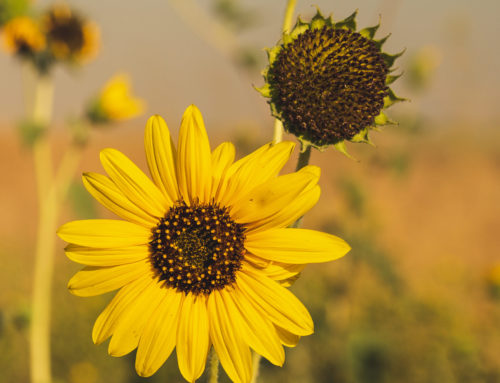 Ukraine: Sunflower Production Likely To Remain Strong