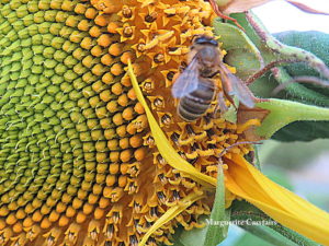 Ukrainian farmers proceed to harvest sunflower, reviews UkrAgroConsult.