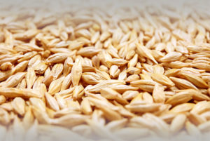 barley apex sun oil